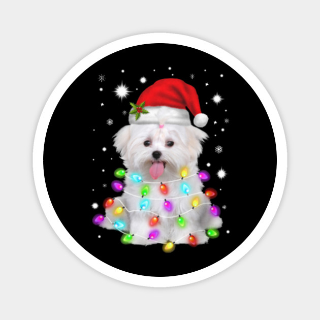 Maltese Happy Christmas Light Snow Maltese Happy Christmas Light Snow